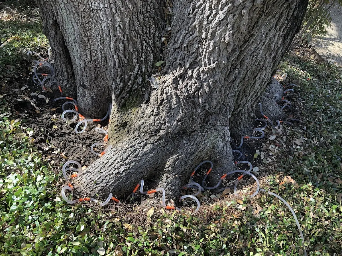 Detailed Tree Cabling and Bracing job site in De Valls Bluff