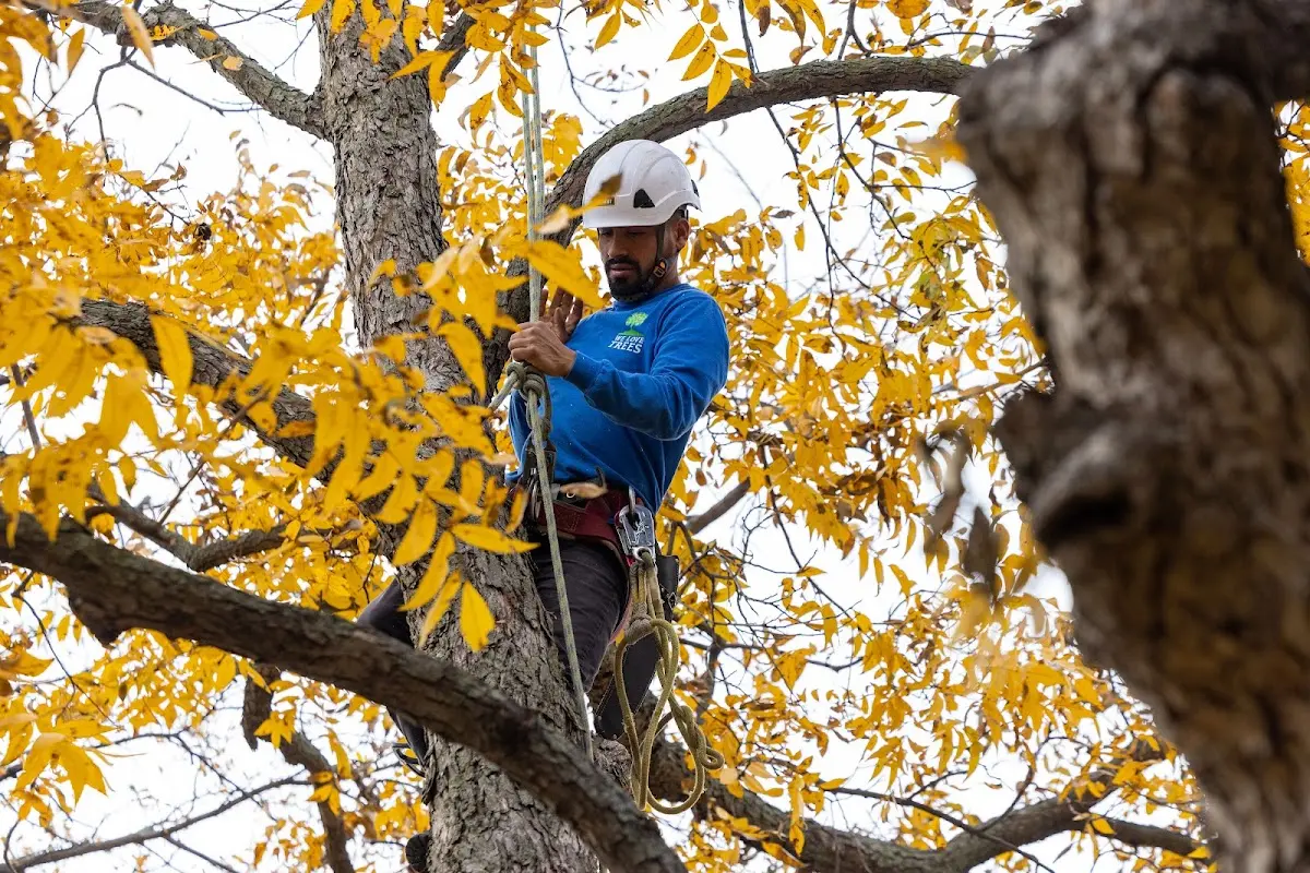 Skilled Tree Transplanting crew working in De Valls Bluff